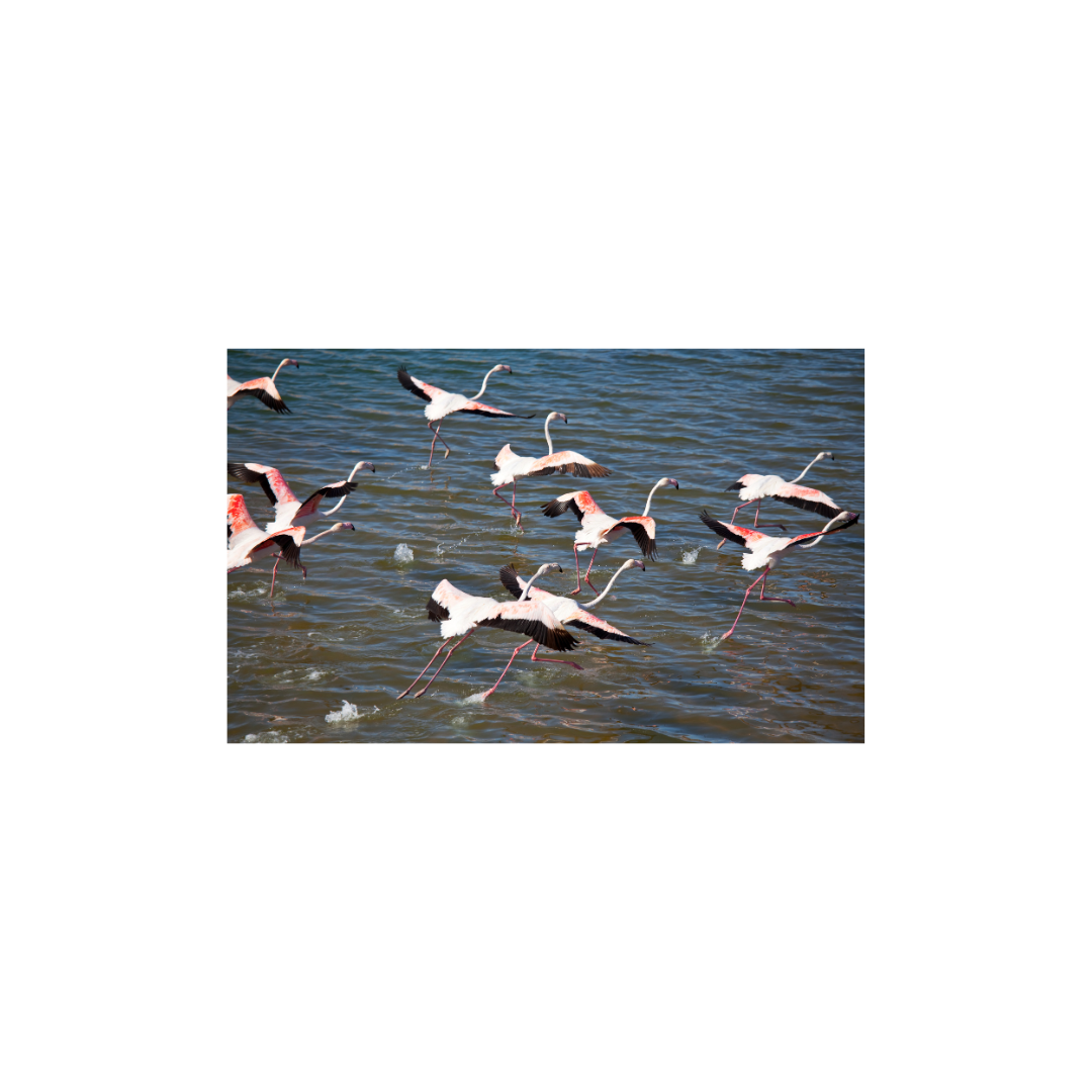 prosocial in het onderwijs; Van 'ondanks het systeem' naar 'dankzij het systeem': Prosocial in het onderwijs; prosocial onderwijs;